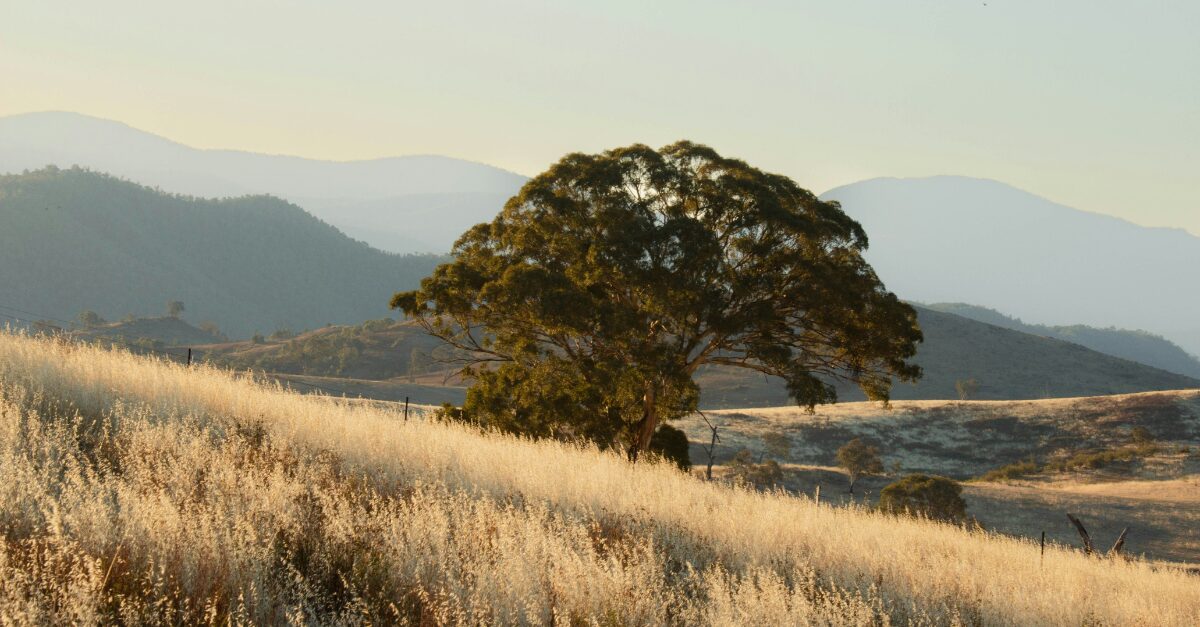 Australia's Climate Policy Divide